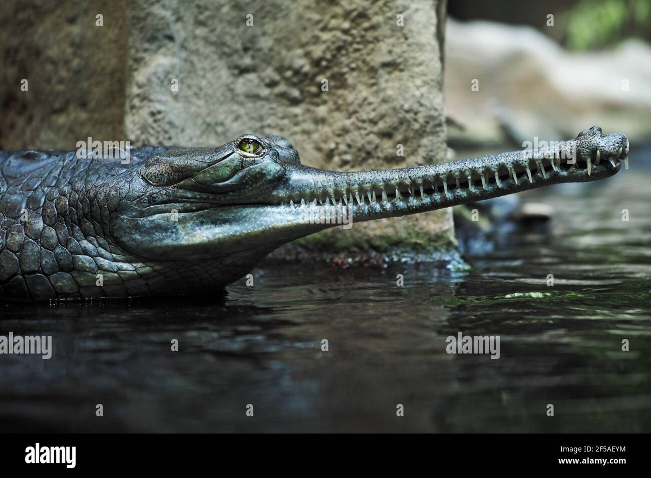 el cocodrilo de la india gavial (Gavialis gangeticus) En el pabellón de reptiles del Zoo de Praga Foto de stock