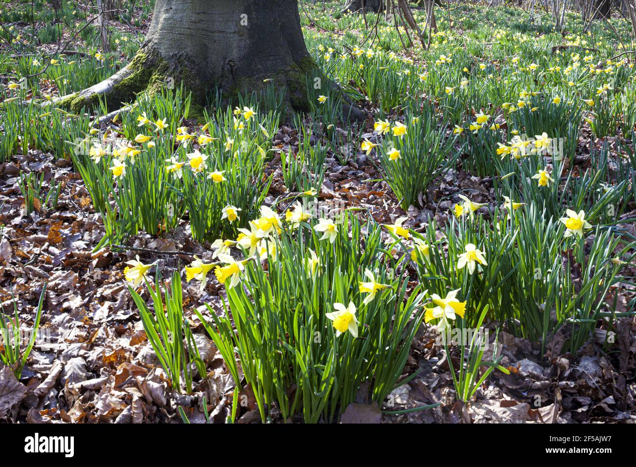 Narciso pseudonarcissus crece en primavera en la Reserva Natural de Betty Daws Wood, cerca de Dymock, Gloucestershire, Reino Unido Foto de stock
