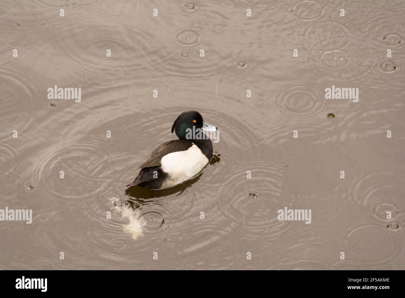 Un pato criado macho excreando en el agua Foto de stock