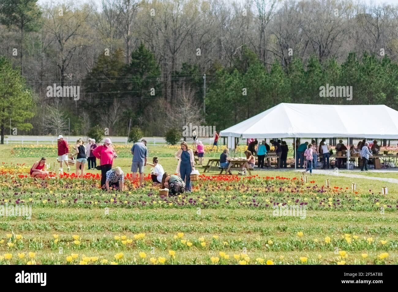 Variedades de coral fotografías e imágenes de alta resolución Alamy