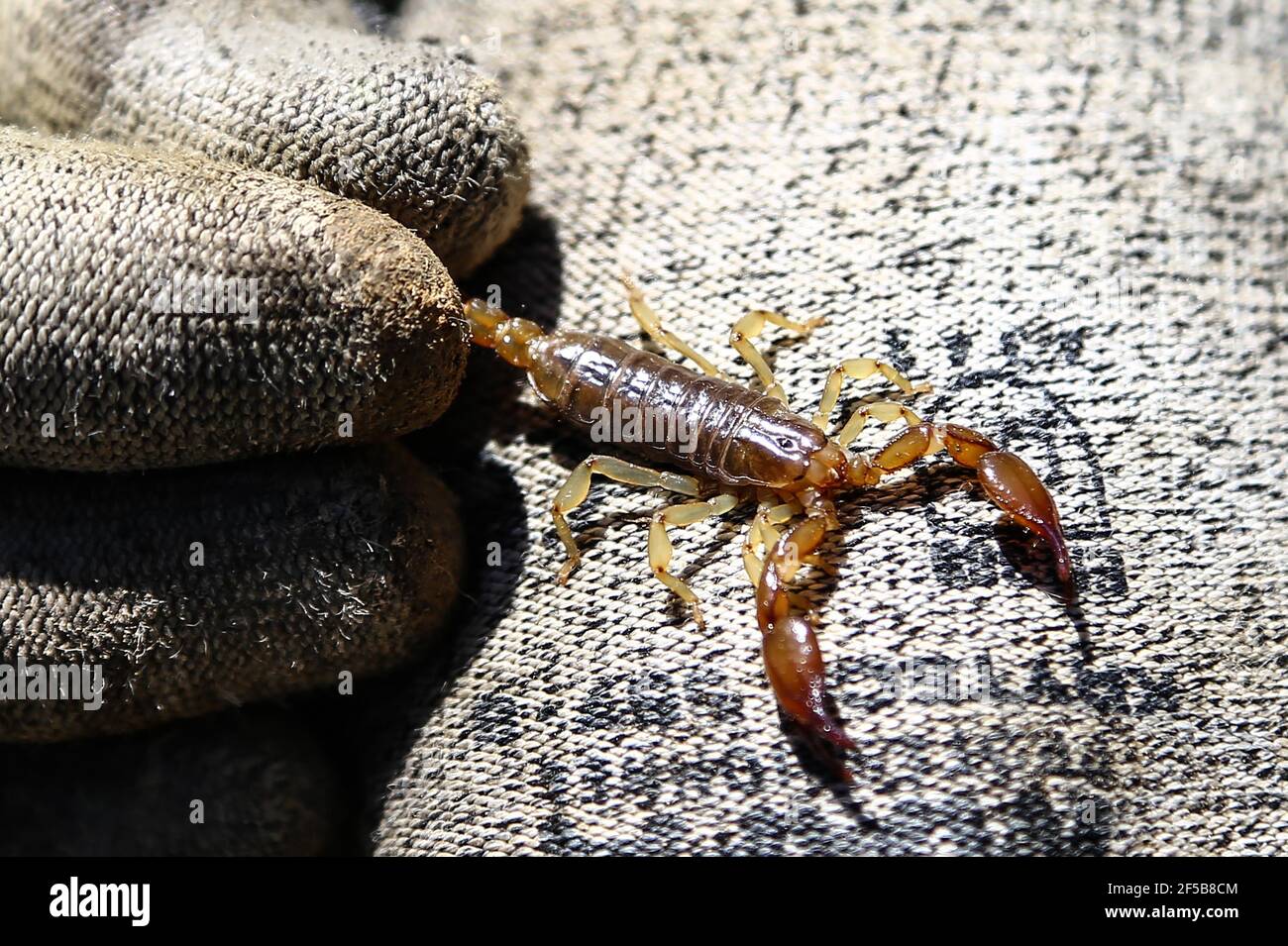 Diego Barrales especialista en Escorpiones. Veneno Madrean Diversity Expeditions con la Comisiòn Nacional de Areas Naturales protegidas, CONANP, en la Sierra del Tigre, municipio de Nacozari, Sonora. México. (CreditoFoto:LuisGutiérrez NortePhoto.com) Foto de stock