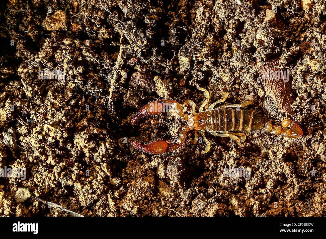 Diego Barrales especialista en Escorpiones. Veneno Madrean Diversity Expeditions con la Comisiòn Nacional de Areas Naturales protegidas, CONANP, en la Sierra del Tigre, municipio de Nacozari, Sonora. México. (CreditoFoto:LuisGutiérrez NortePhoto.com) Foto de stock
