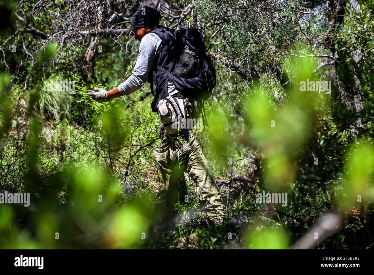 Diego Barrales especialista en Escorpiones. Veneno Madrean Diversity Expeditions con la Comisiòn Nacional de Areas Naturales protegidas, CONANP, en la Sierra del Tigre, municipio de Nacozari, Sonora. México. (CreditoFoto:LuisGutiérrez NortePhoto.com) Foto de stock