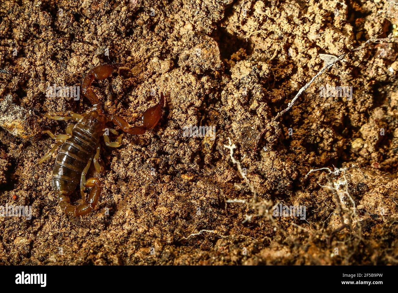 Diego Barrales especialista en Escorpiones. Veneno Madrean Diversity Expeditions con la Comisiòn Nacional de Areas Naturales protegidas, CONANP, en la Sierra del Tigre, municipio de Nacozari, Sonora. México. (CreditoFoto:LuisGutiérrez NortePhoto.com) Foto de stock