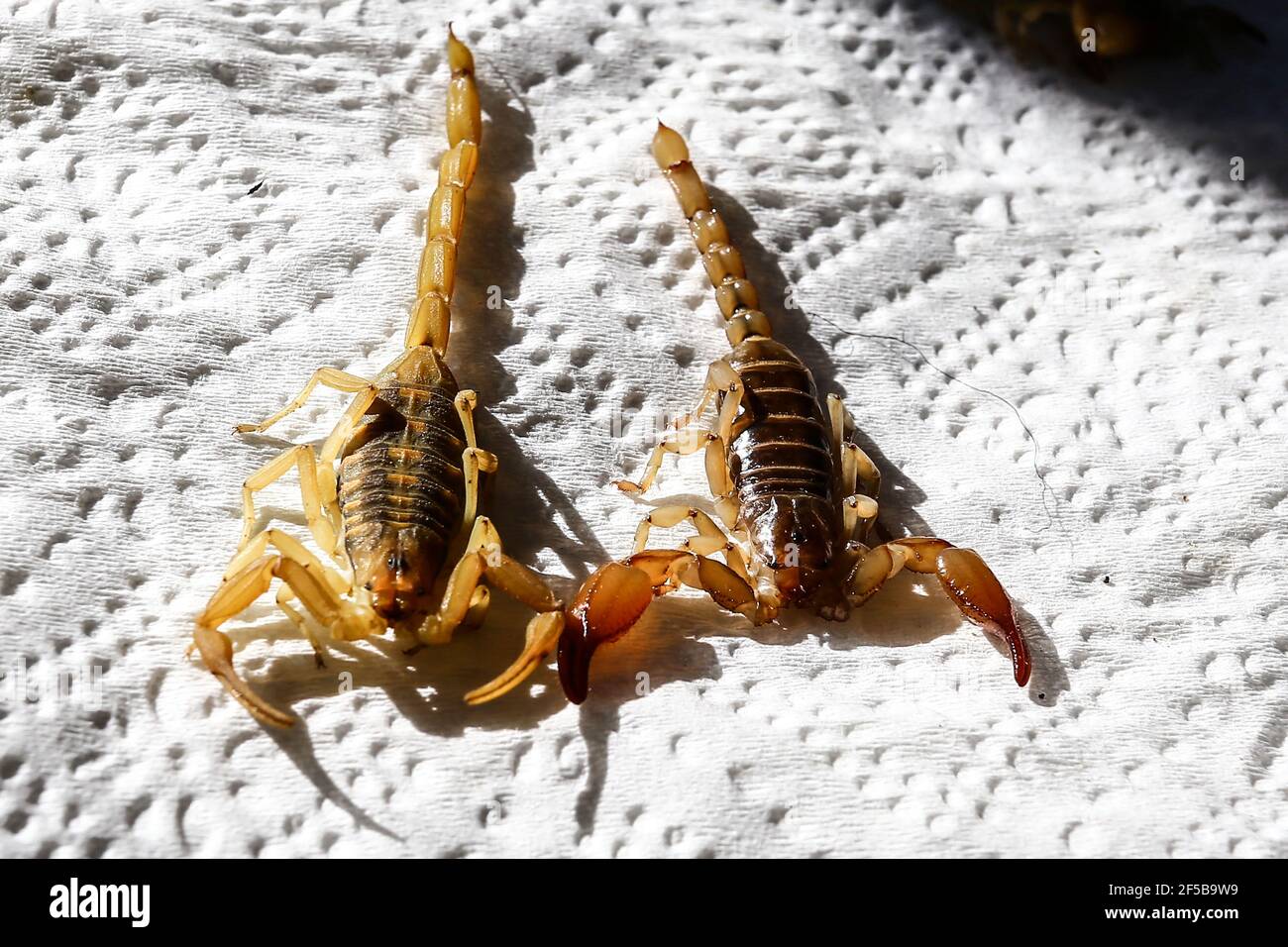 Diego Barrales especialista en Escorpiones. Veneno Madrean Diversity Expeditions con la Comisiòn Nacional de Areas Naturales protegidas, CONANP, en la Sierra del Tigre, municipio de Nacozari, Sonora. México. (CreditoFoto:LuisGutiérrez NortePhoto.com) Foto de stock