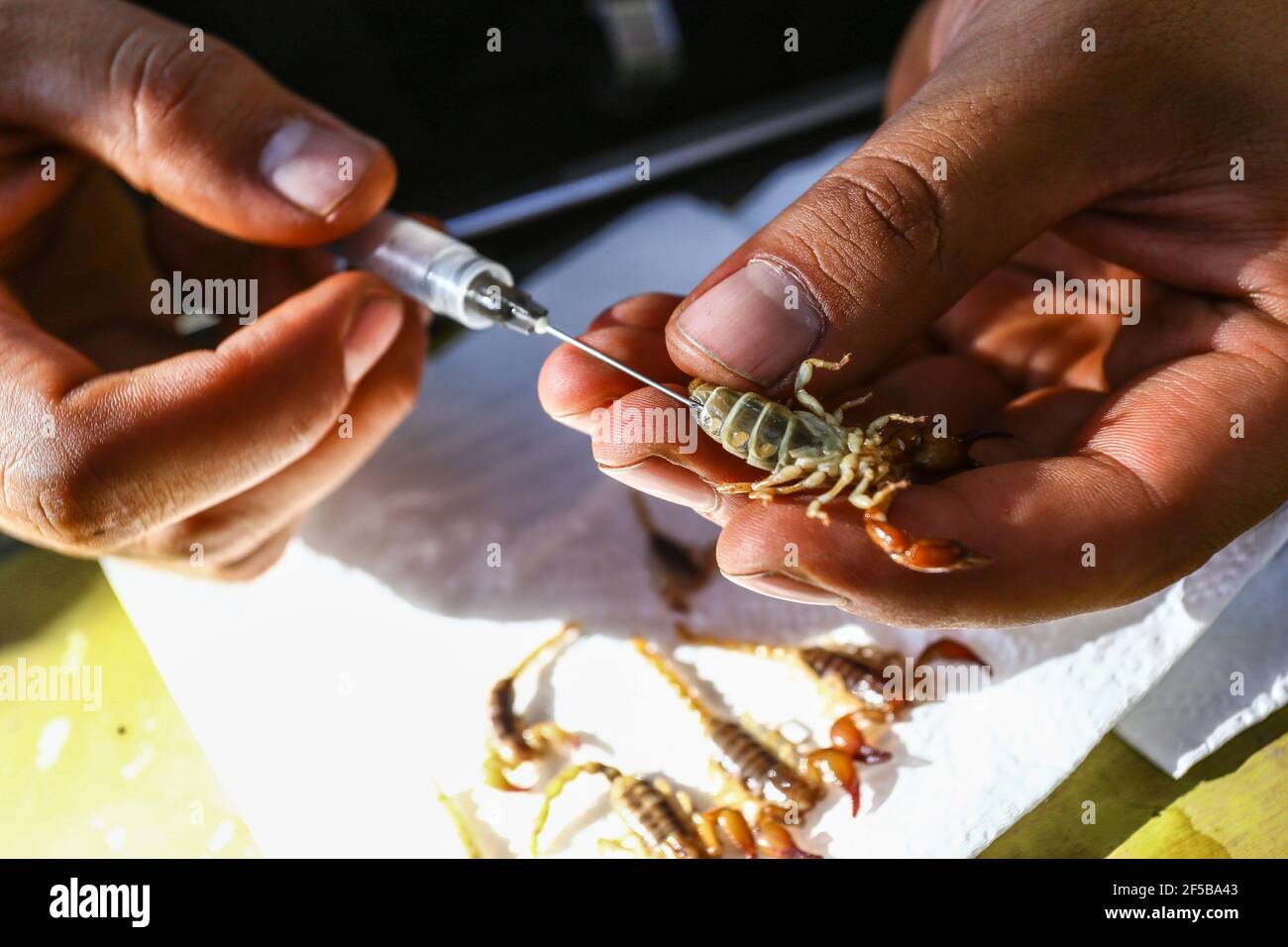 Diego Barrales especialista en Escorpiones. Veneno Madrean Diversity Expeditions con la Comisiòn Nacional de Areas Naturales protegidas, CONANP, en la Sierra del Tigre, municipio de Nacozari, Sonora. México. (CreditoFoto:LuisGutiérrez NortePhoto.com) Foto de stock