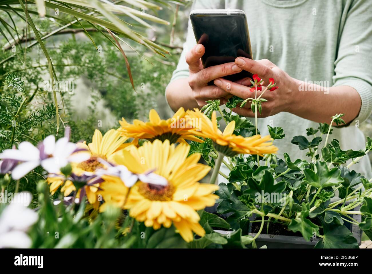 Mujer jardinera está utilizando el teléfono móvil para tomar una foto de la  gerbera amarilla en el mostrador de la tienda de flores al aire libre.  Entrega de flores, jardinería Fotografía de