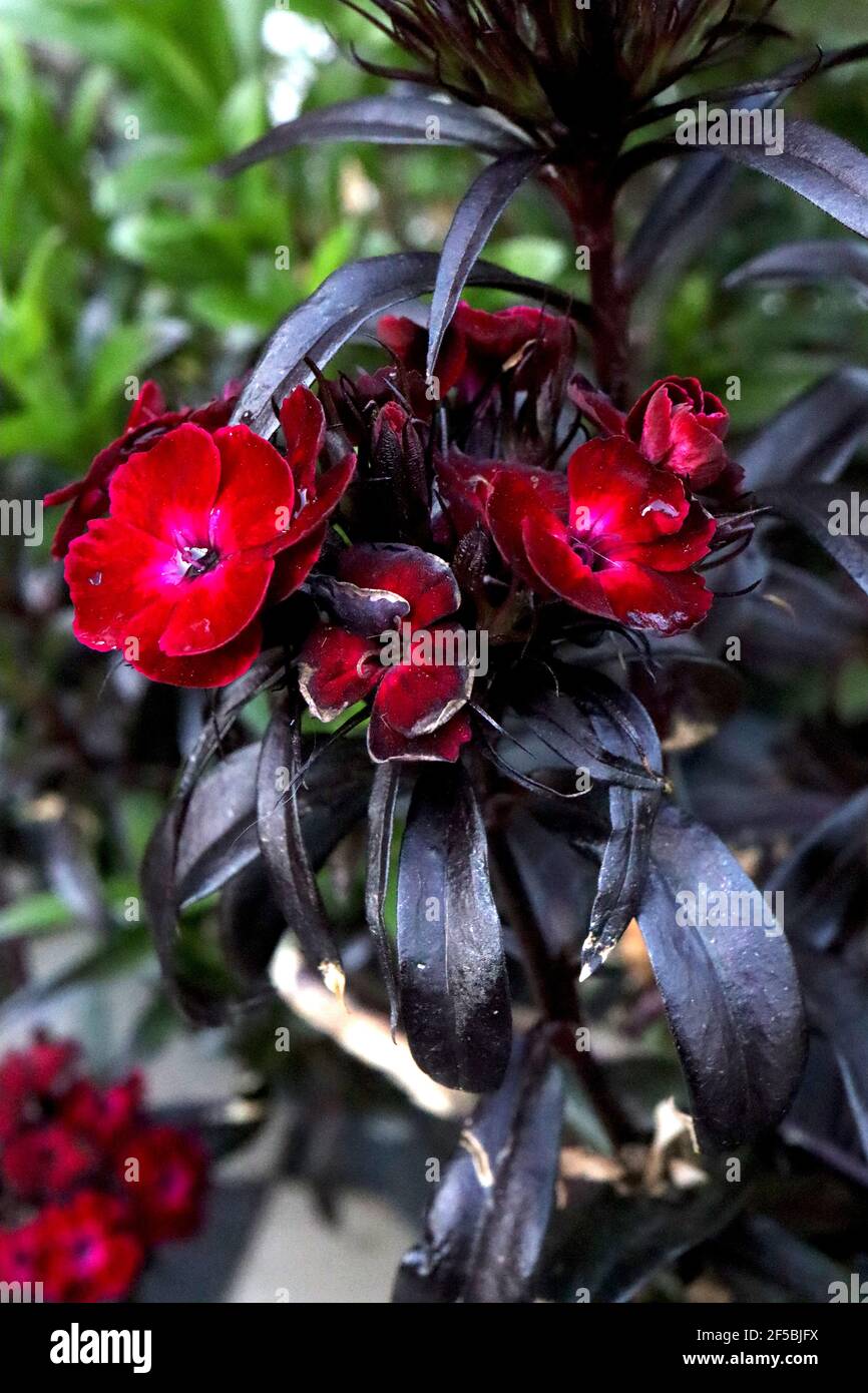 Dianthus barbatus nigrescens 'Sooty' Sweet William Sooty – flores de sangre  roja con hojas de color negro verde oscuro en forma de lanza March,  Inglaterra, Reino Unido Fotografía de stock - Alamy