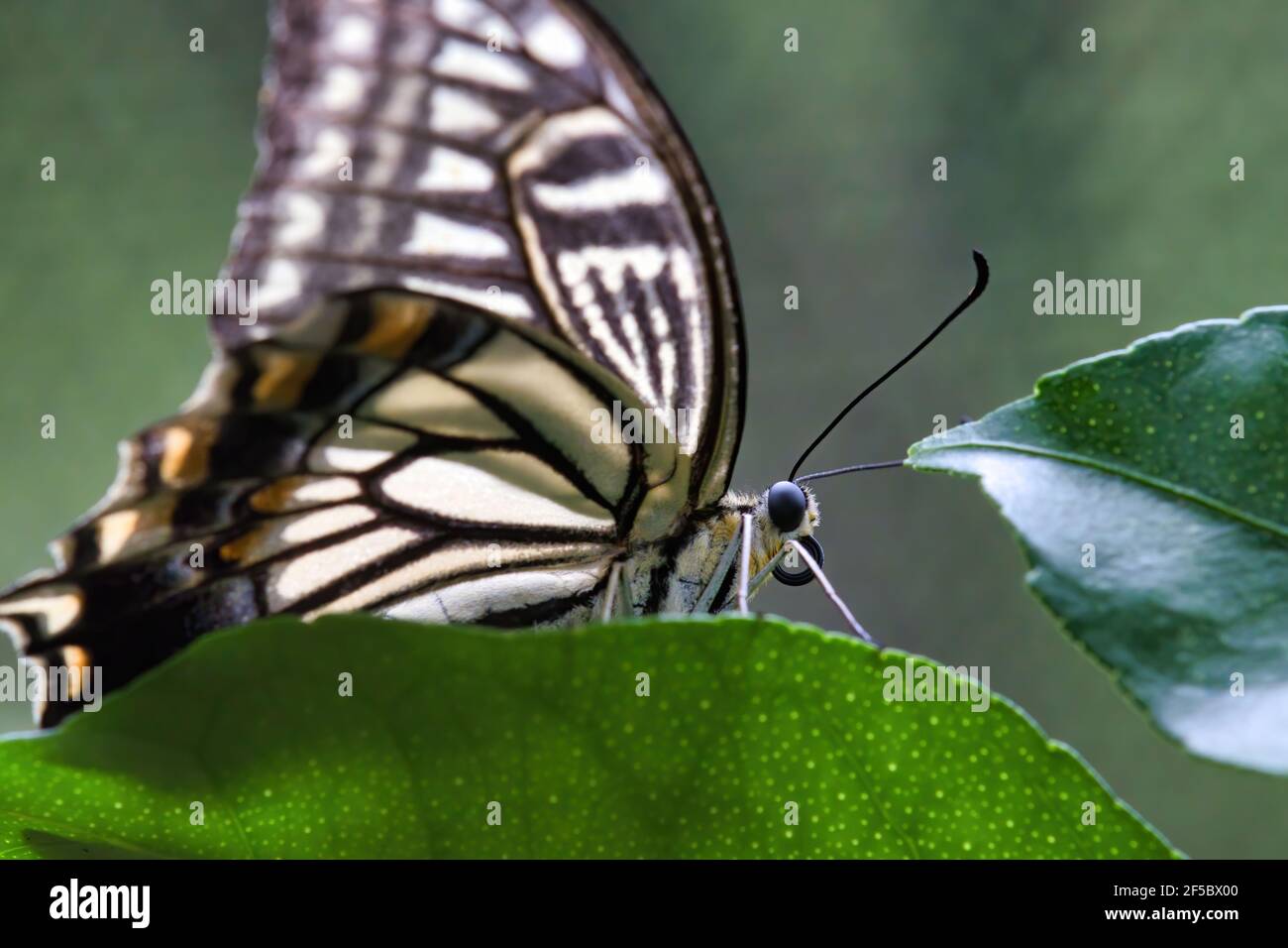 Ojo y cabeza detallados de una mariposa amarilla de cola de cisne. Foto de stock