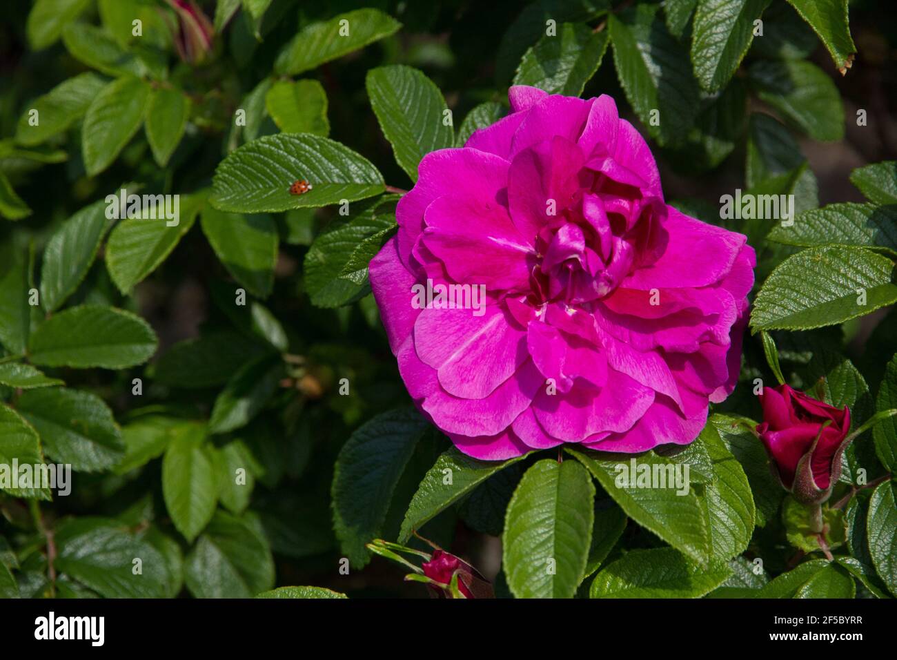 Primer plano de una rosa brillante con una pequeña mariquita roja en las hojas Foto de stock