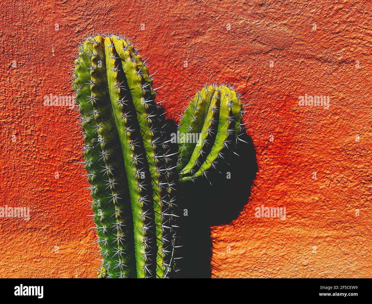 Primer plano de dos brazos de cactus en el día soleado contra la pared de textura naranja brillante. Concepto, viajes de fondo a México, Sur Oeste Americano y mexicana Foto de stock