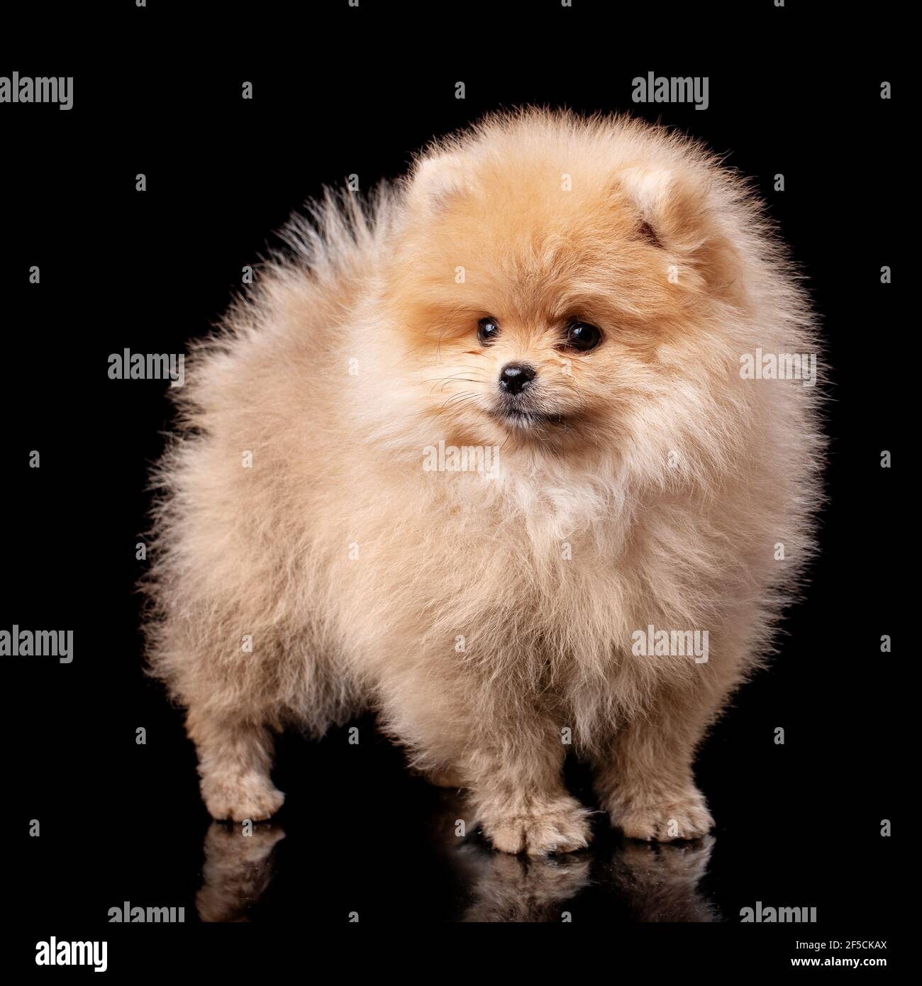 Pomeranian Spitz en estudio sobre fondo negro. Retrato de un cachorro de  pelo rojo. El tema de los pequeños perros esponjosos Fotografía de stock -  Alamy