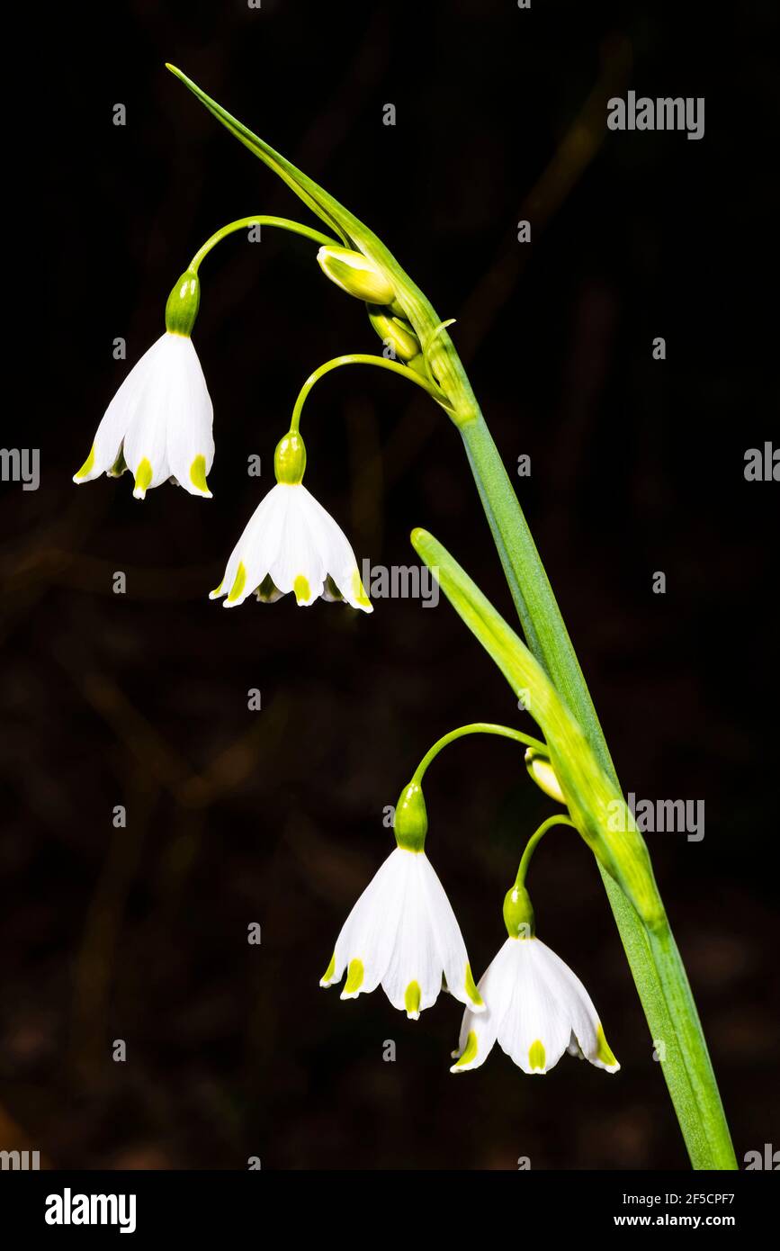 Primer plano de un grupo de flores de Leucojum en un jardín de primavera, Londres, Reino Unido Foto de stock