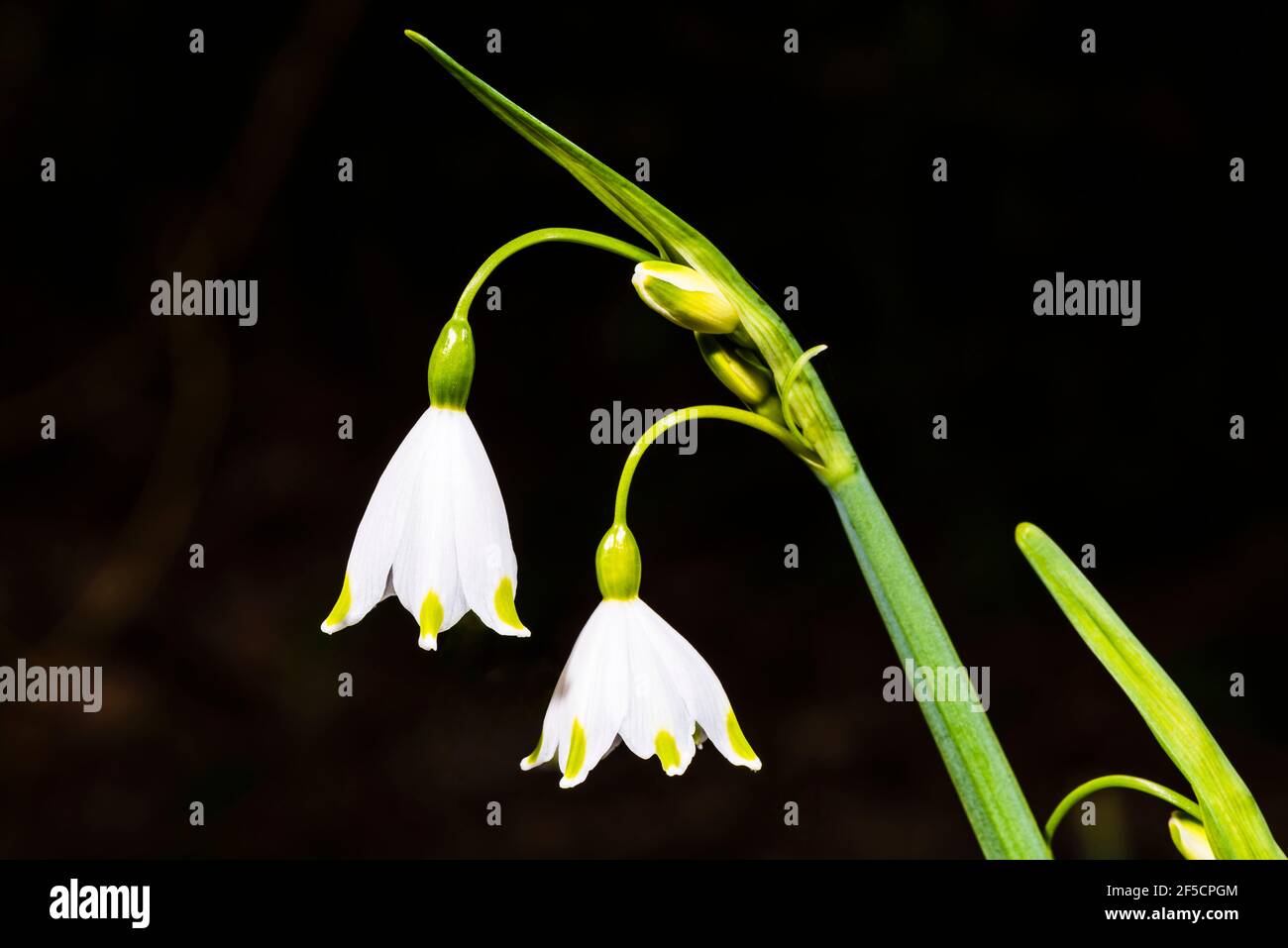 Primer plano de dos flores de Leucojum en un jardín de primavera, Londres, Reino Unido Foto de stock