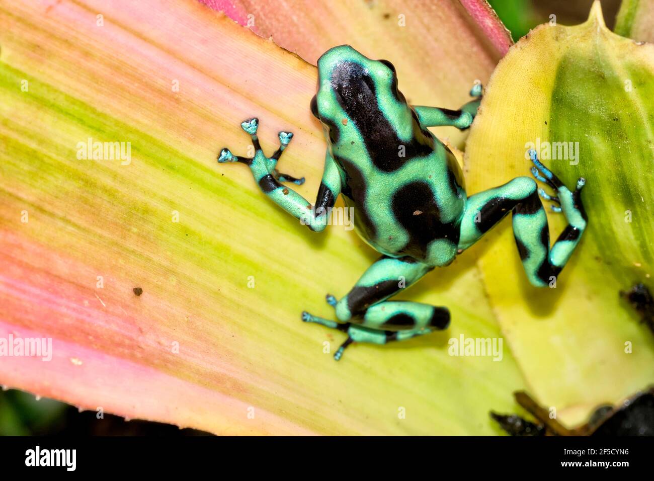 Verde y Negro Envenenamiento Dardo Rana, Dendrobates auratus, Selva Tropical, Costa Rica, Centroamérica, América Foto de stock