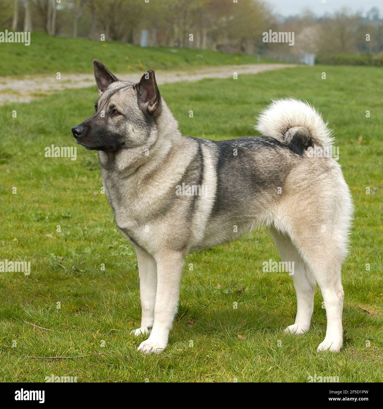 Norwegian elkhound dog fotografías e imágenes de alta resolución - Alamy