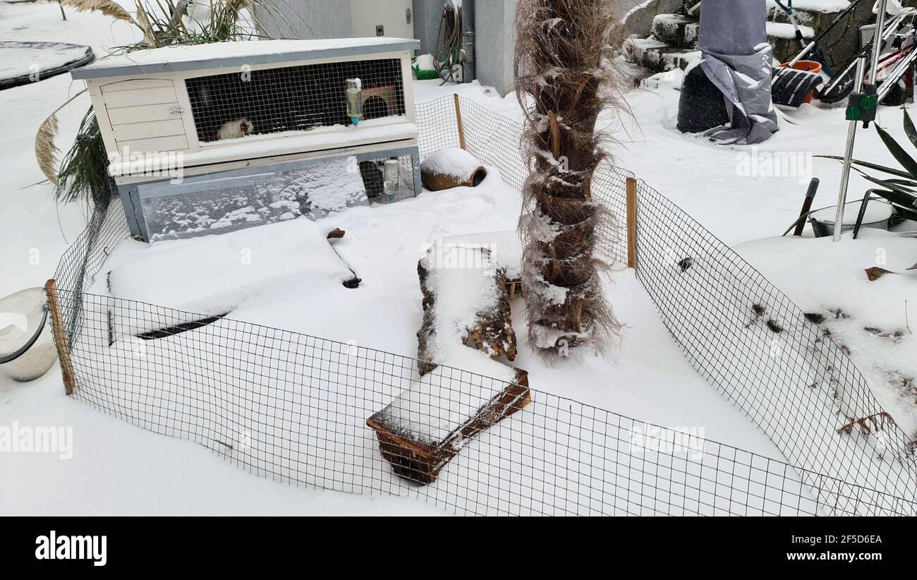 Cobaya doméstica (Cavia aperea f. porcellus, Cavia porcellus), nevado en el recinto de cobaya en el jardín de invierno, Alemania Foto de stock