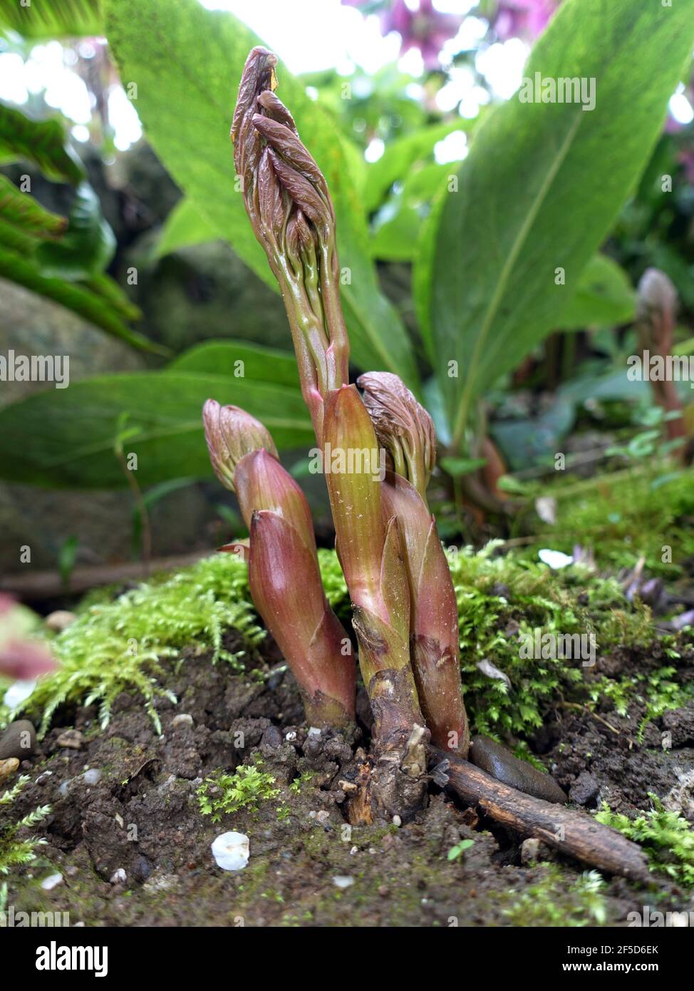 peony (Paeonia officinalis), hojas de tiro Foto de stock