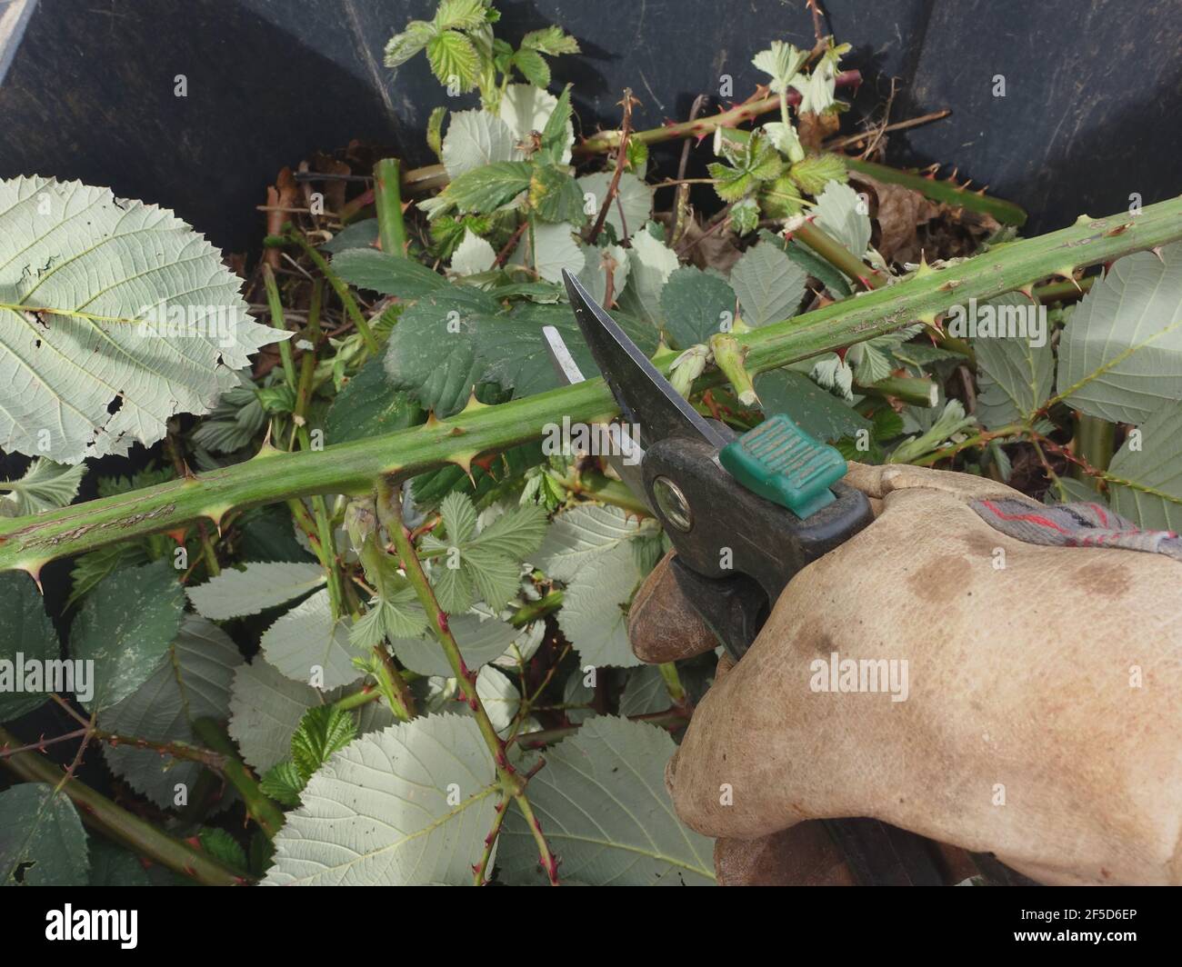 garamato armenio (Rubus armeniacus), jardinero de corte de brotes con secateurs, Alemania Foto de stock