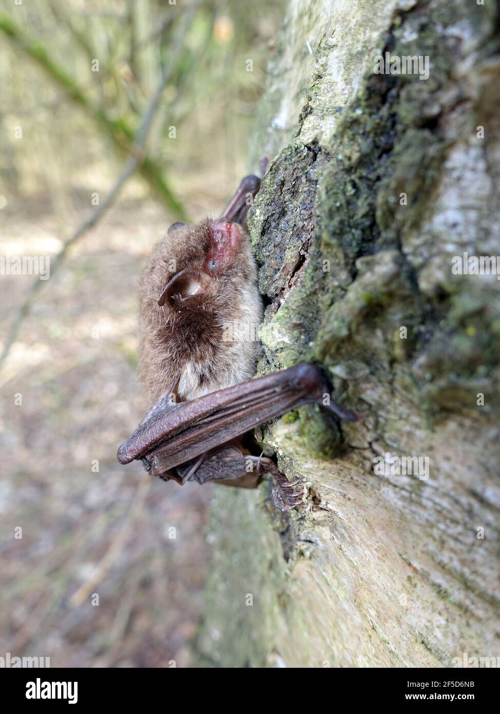 El murciélago de Daubenton (Myotis daubentoni, Myotis daubentonii), está sentado en un tronco de abedul, Alemania Foto de stock