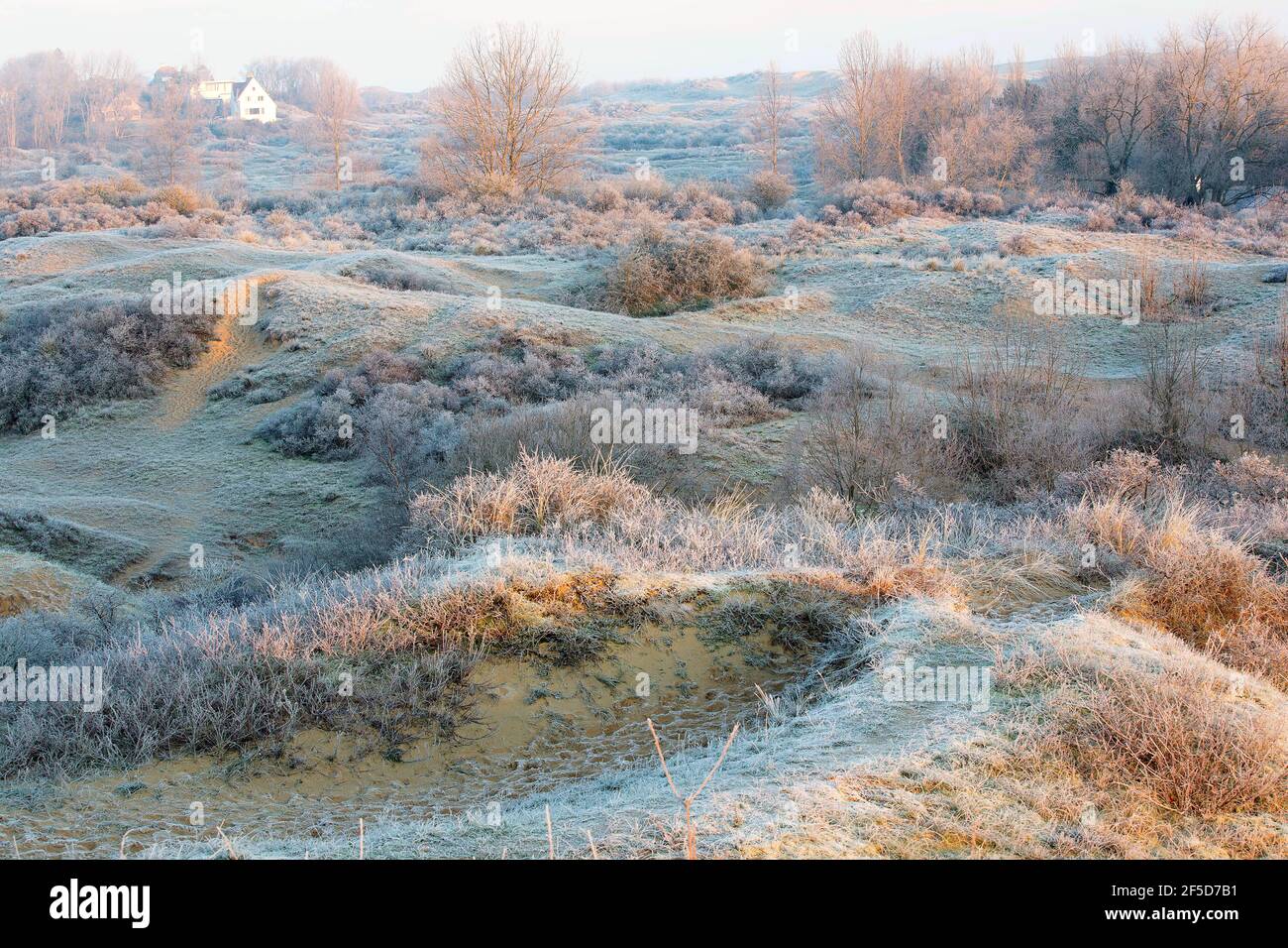 Natur reserva Plaatsduinen con hoar Frost, Bélgica, Flandes Occidental, Plaatsduinen, Oostduinkerke Foto de stock