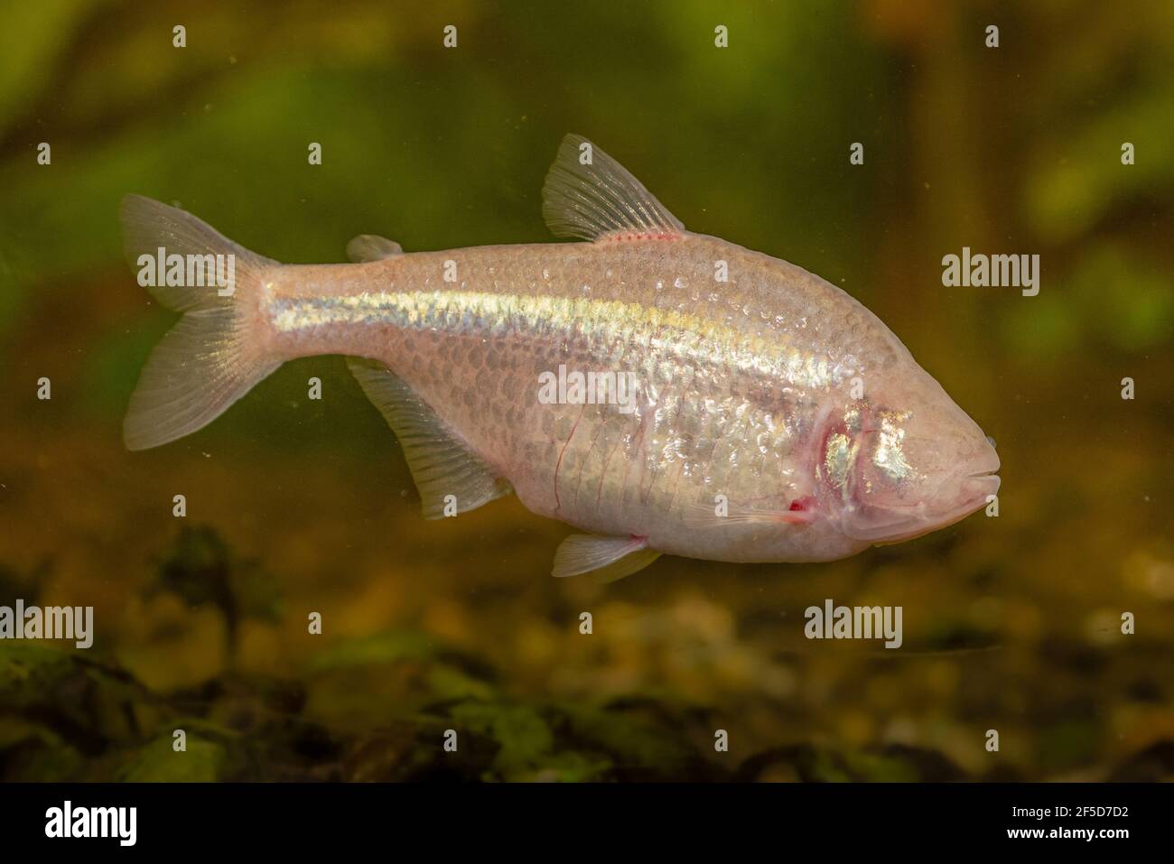 Cueva ciega tetra, cavefish ciego (Anoptichthys jordani, Astyanax fasciatus mexicanus), natación Foto de stock