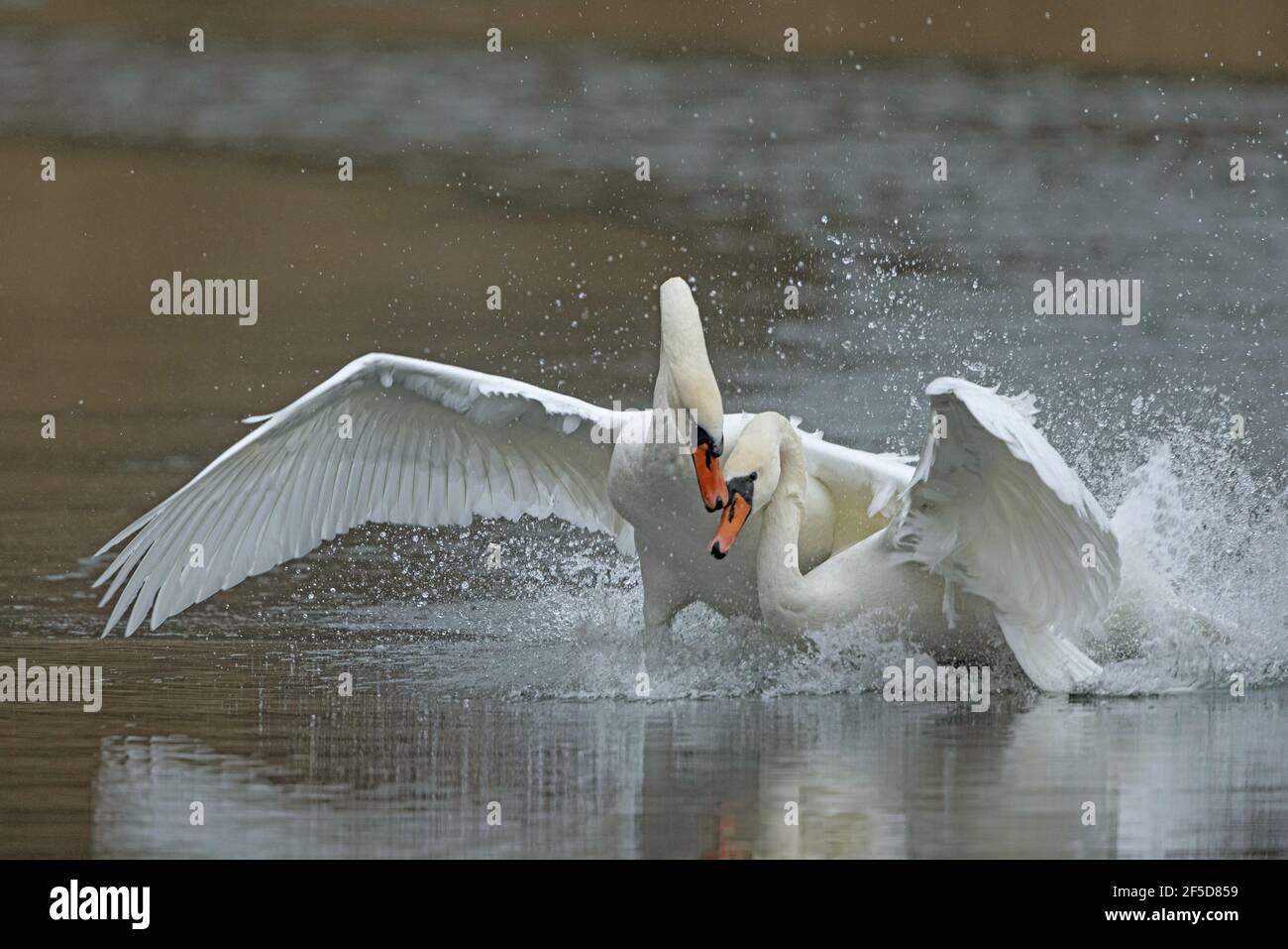 Mute Swan (Cygnus olor), ataques rivales en su territorio, Alemania, Baviera, Woehrsee Foto de stock