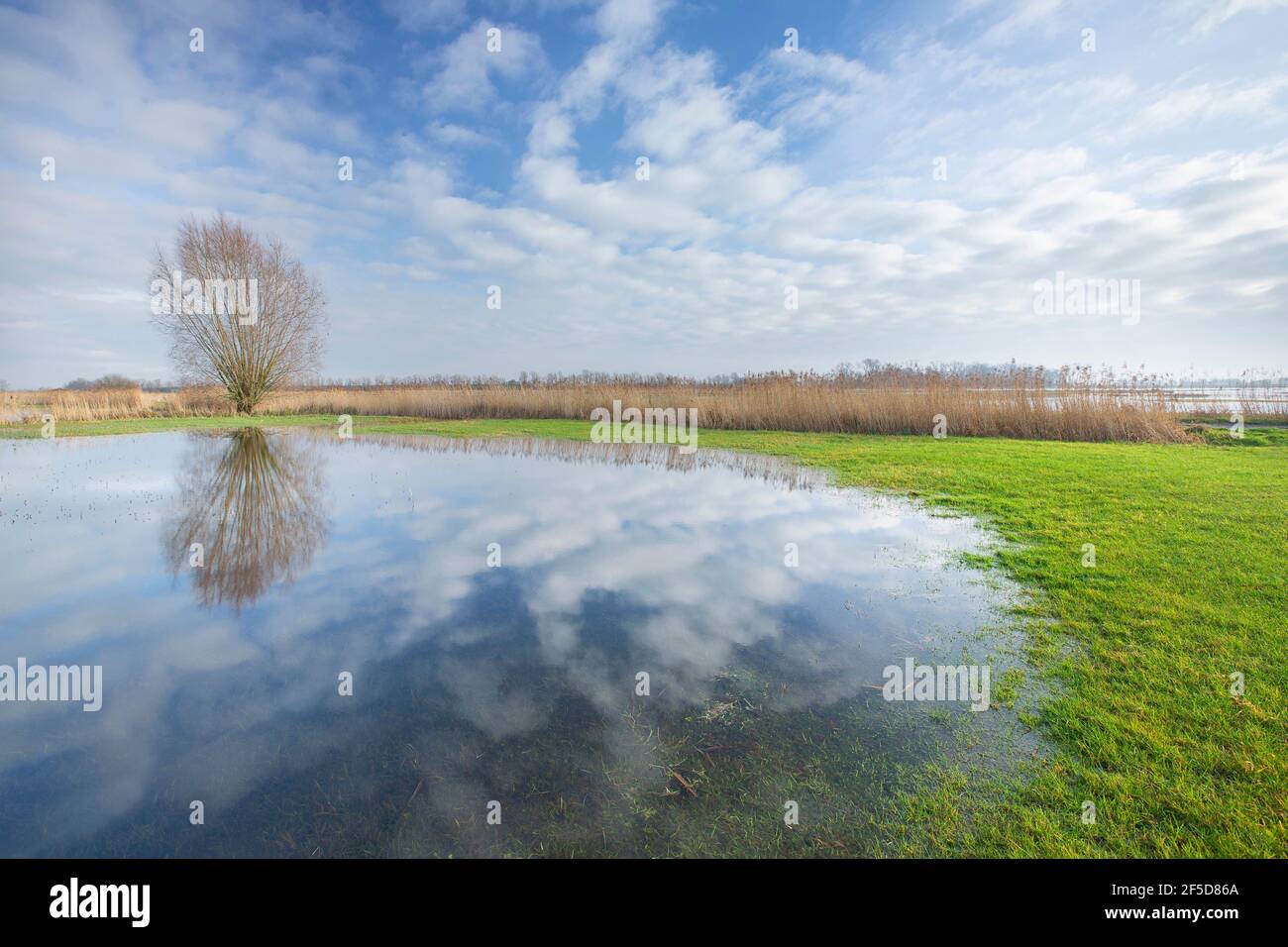 Inundación en el IJzervallei, Bélgica, Flandes Occidental, IJzerbroeken, Diksmuide Foto de stock