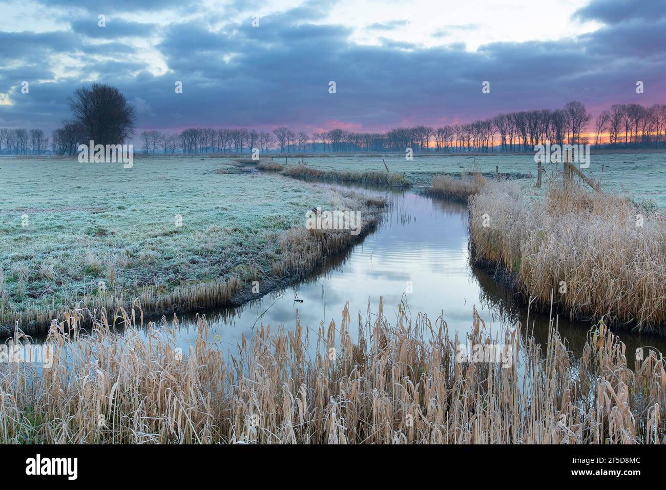 Invierno en el Meetkerkse bog, Bélgica, Flandes Occidental, Meetkerke Foto de stock