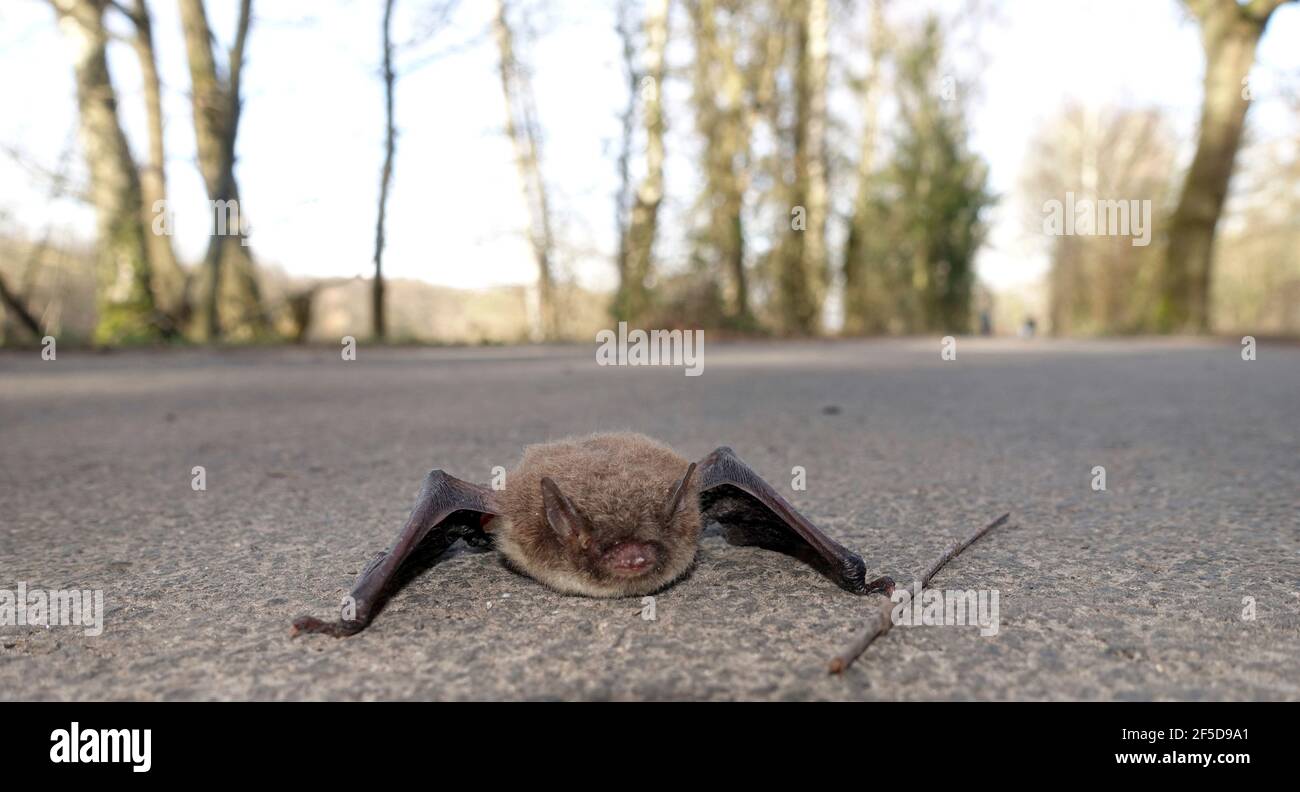 El murciélago de Daubenton (Myotis daubentoni, Myotis daubentonii), encaramado en un camino en la presa de Steinbach, Alemania Foto de stock