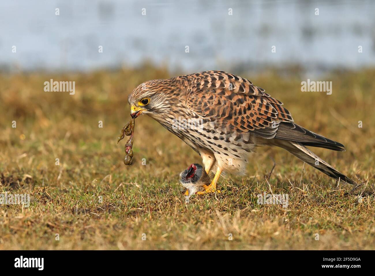 European Kestrel, Eurasian Kestrel, Old World Kestrel, Common Kestrel (Falco tinnunculus), las alimentaciones femeninas en un mamífero pequeño capturado, Países Bajos, Foto de stock