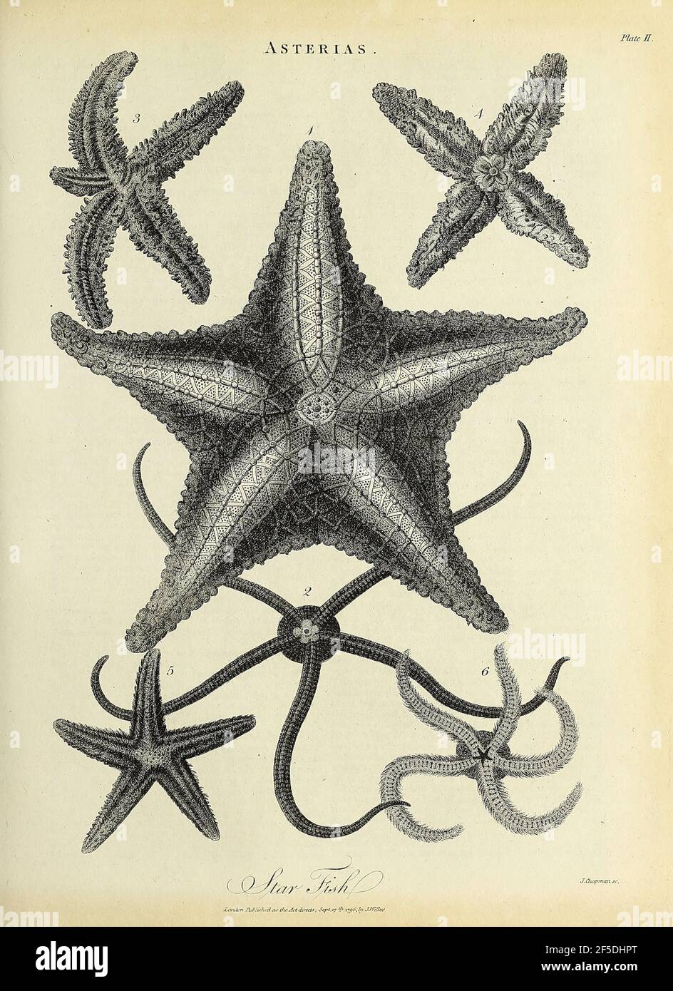Asterias es un género de estrellas de mar perteneciente a la familia  Asteriidae. Incluye varias de las especies más conocidas de estrellas de mar,  incluyendo el (Atlántico) estrella común, Asterias rubens, y