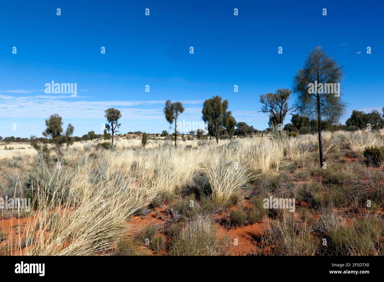 Vista de la flora del desierto, en la Uluṟu-Kata Tjuṯa National Park, el Territorio del Norte, Australia Foto de stock