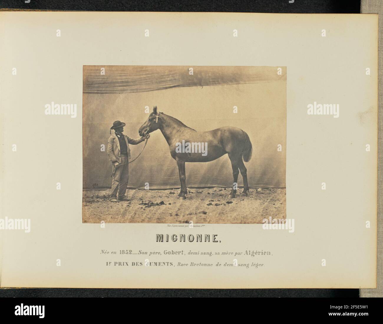 Mignonne Adrien Alban Tournachon Frances 15 1903 Fotografia De Stock Alamy