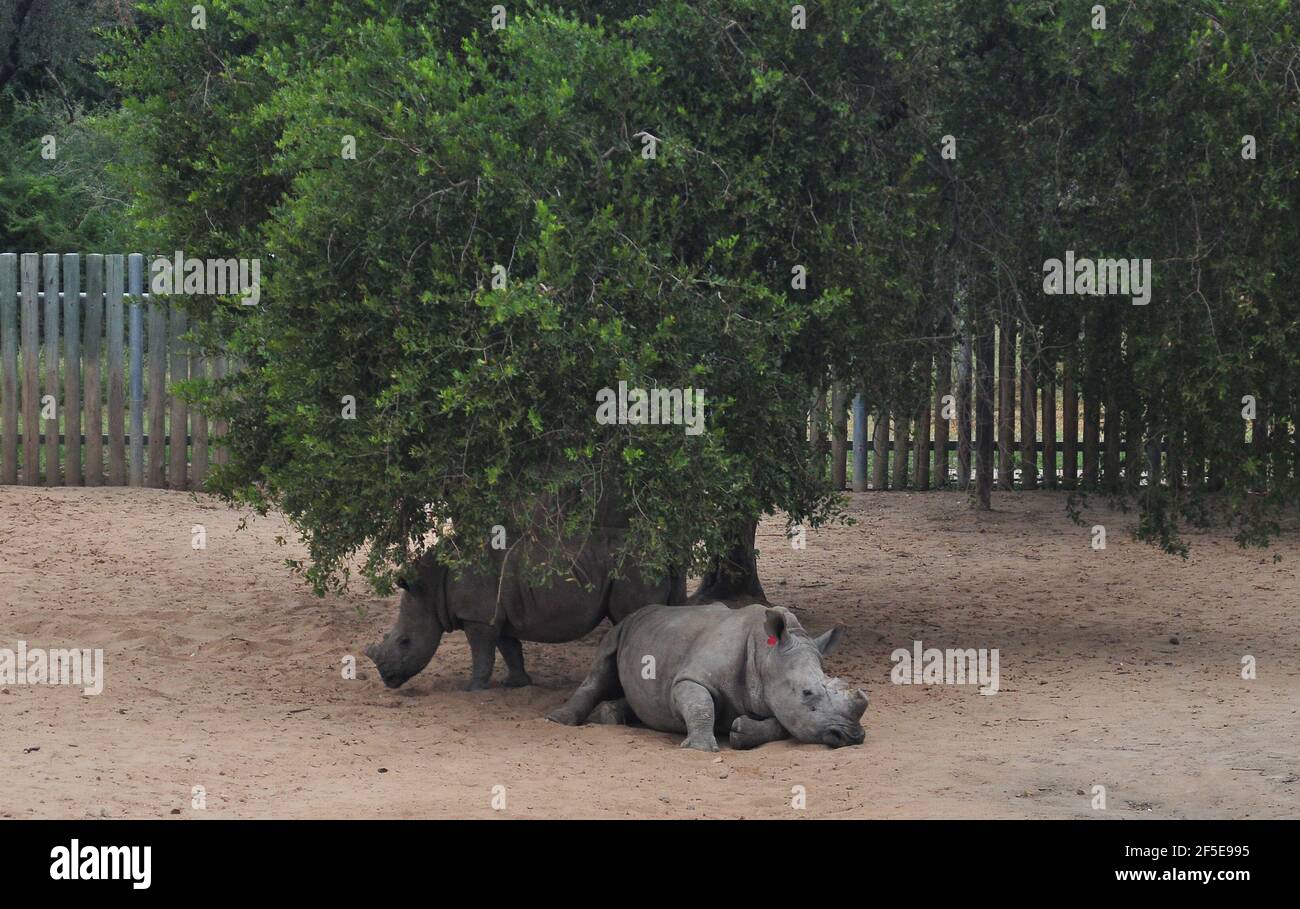 Los terneros huérfanos de Rhino por caza furtiva son atendidos por sustitutos mamás en un recinto seguro antes de que sean liberados En la naturaleza en el Kruger Foto de stock