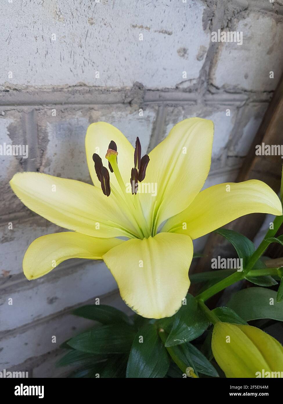 Hermosa flor de lirio en el invernadero de cerca de la planta Lilium  antecedentes Fotografía de stock - Alamy