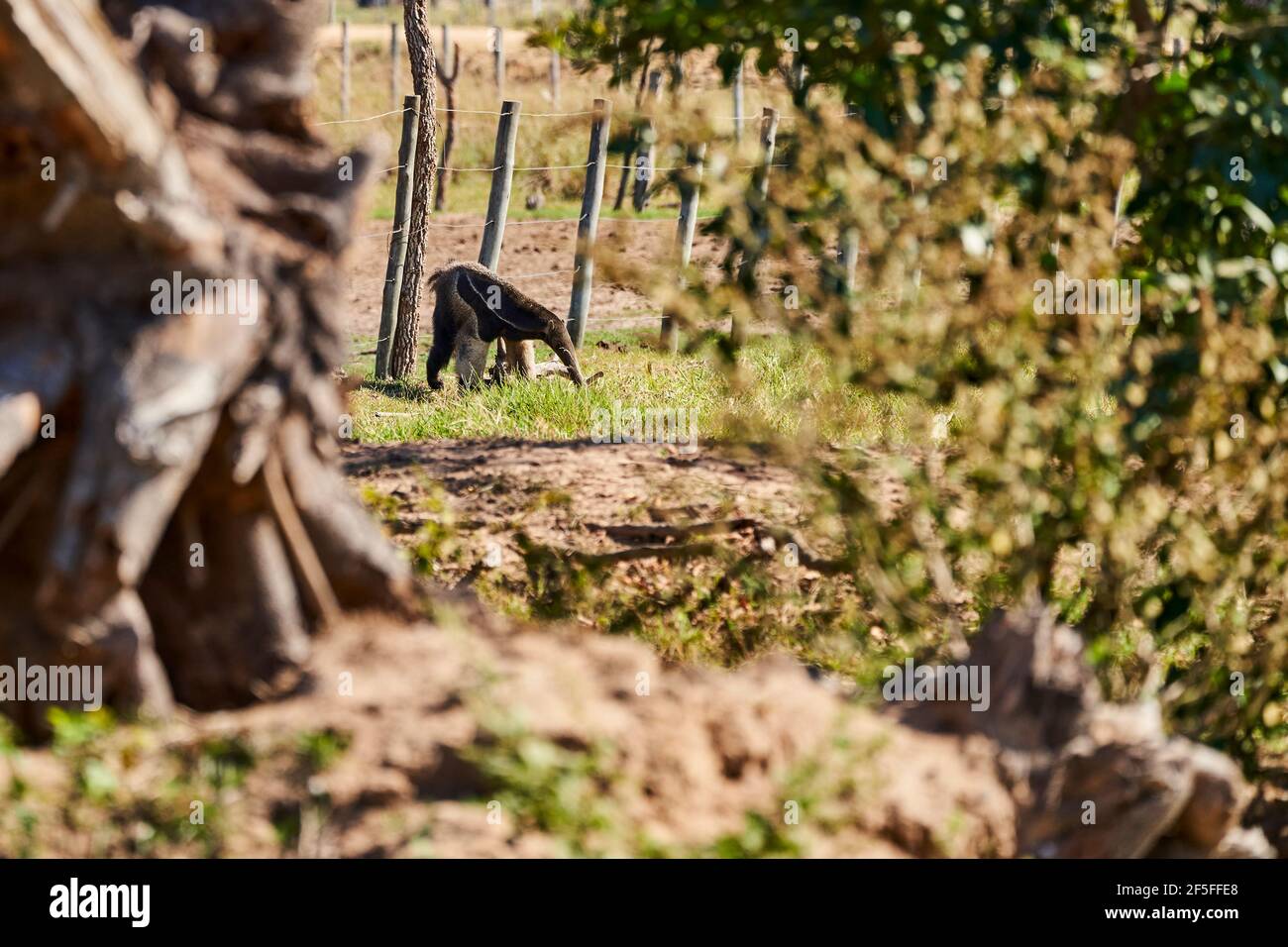 Hormiguero gigante caminando sobre un prado de una granja en el sur del Pantanal. Myrmecophaga tridactyla, también oso hormiga, es un mamífero insectívoro nativo de Foto de stock