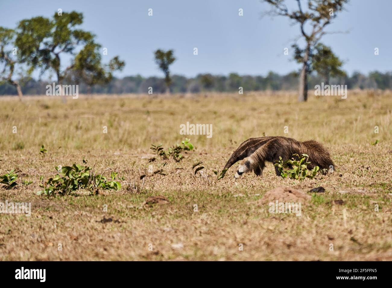 Hormiguero gigante caminando sobre un prado de una granja en el sur del Pantanal. Myrmecophaga tridactyla, también oso hormiga, es un mamífero insectívoro nativo de Foto de stock