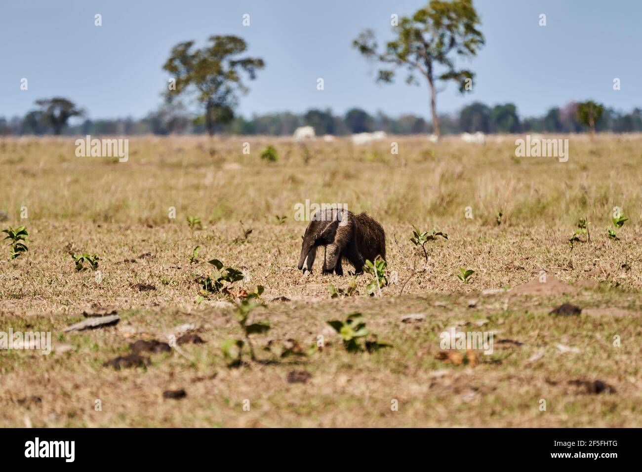 Hormiguero gigante caminando sobre un prado de una granja en el sur del Pantanal. Myrmecophaga tridactyla, también oso hormiga, es un mamífero insectívoro nativo de Foto de stock