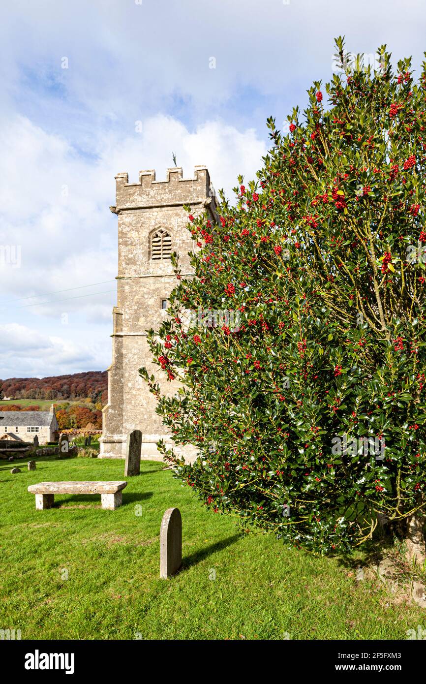Un árbol de acebo con bayas en el cementerio de la iglesia del siglo 15th de St James el Grande en el pueblo Cotswold de Cranham, Gloucestershire Reino Unido Foto de stock