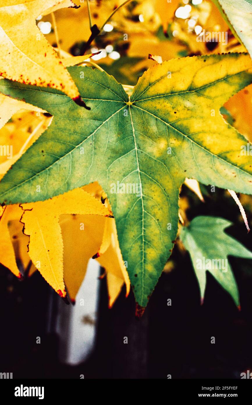 Licencia verde en otoño cambiando de amarillo Foto de stock