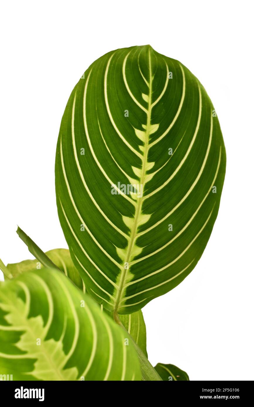 Hoja de verde de la planta de casa 'aranta leuconeura Limon Lime' aislado sobre fondo blanco Foto de stock