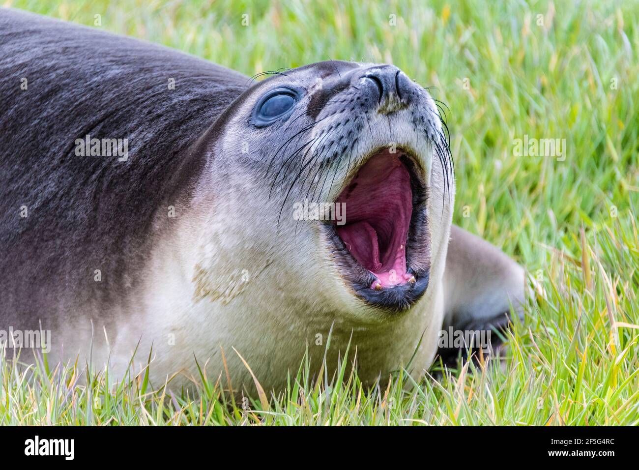 Cute Southern Elephant Seal Pup, Mirounga leonina, vocalizándose con la boca abierta, sea Lion Island, en las Islas Malvinas, Océano Atlántico Sur Foto de stock