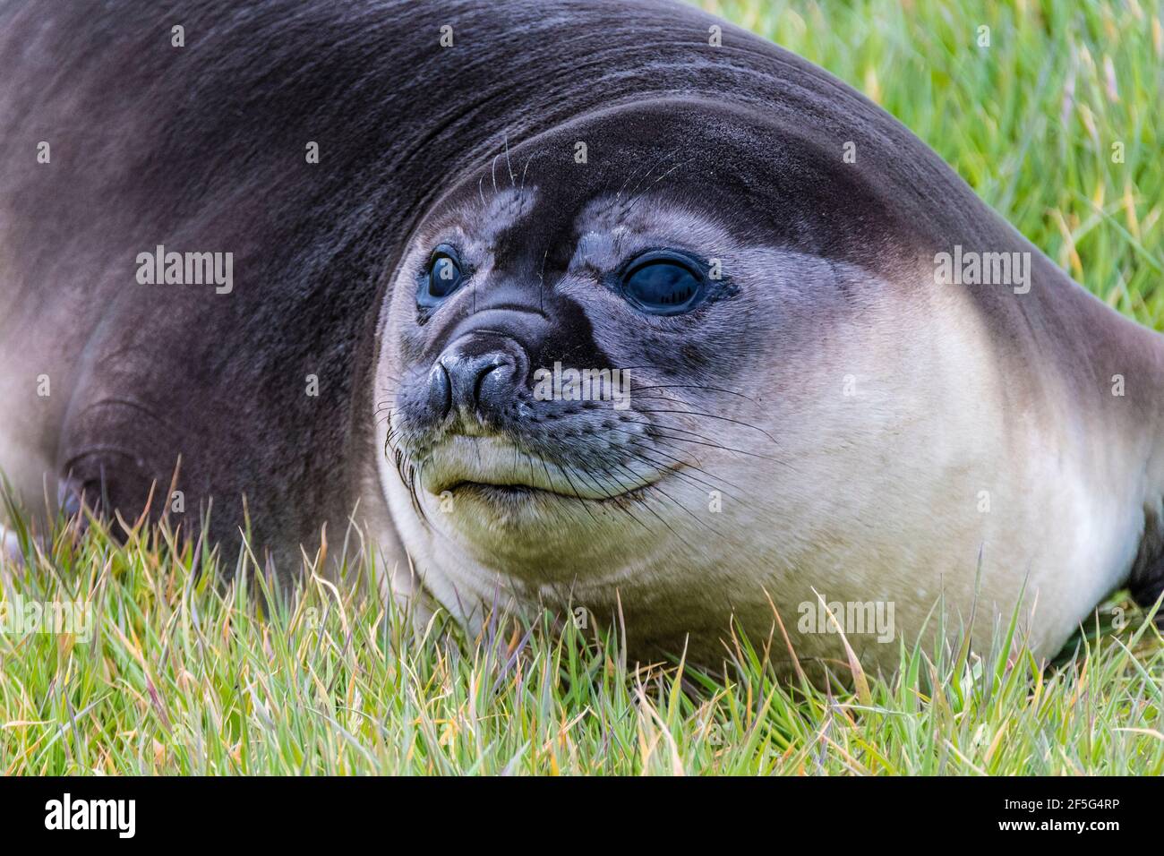 Primer plano de un lindo elefante del sur foca Pup, Mirounga leonina, sea Lion Island, en las Islas Malvinas, Océano Atlántico Sur Foto de stock
