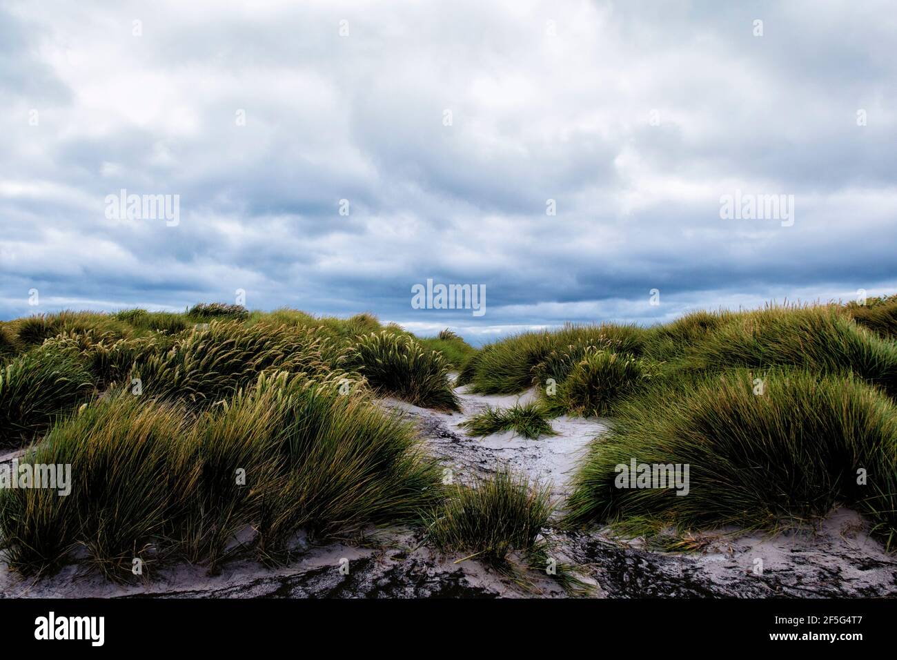 Tussock grass Poa flabellata, creciendo en dunas de arena en la playa en sea Lion Island, Islas Malvinas, Océano Atlántico Sur Foto de stock