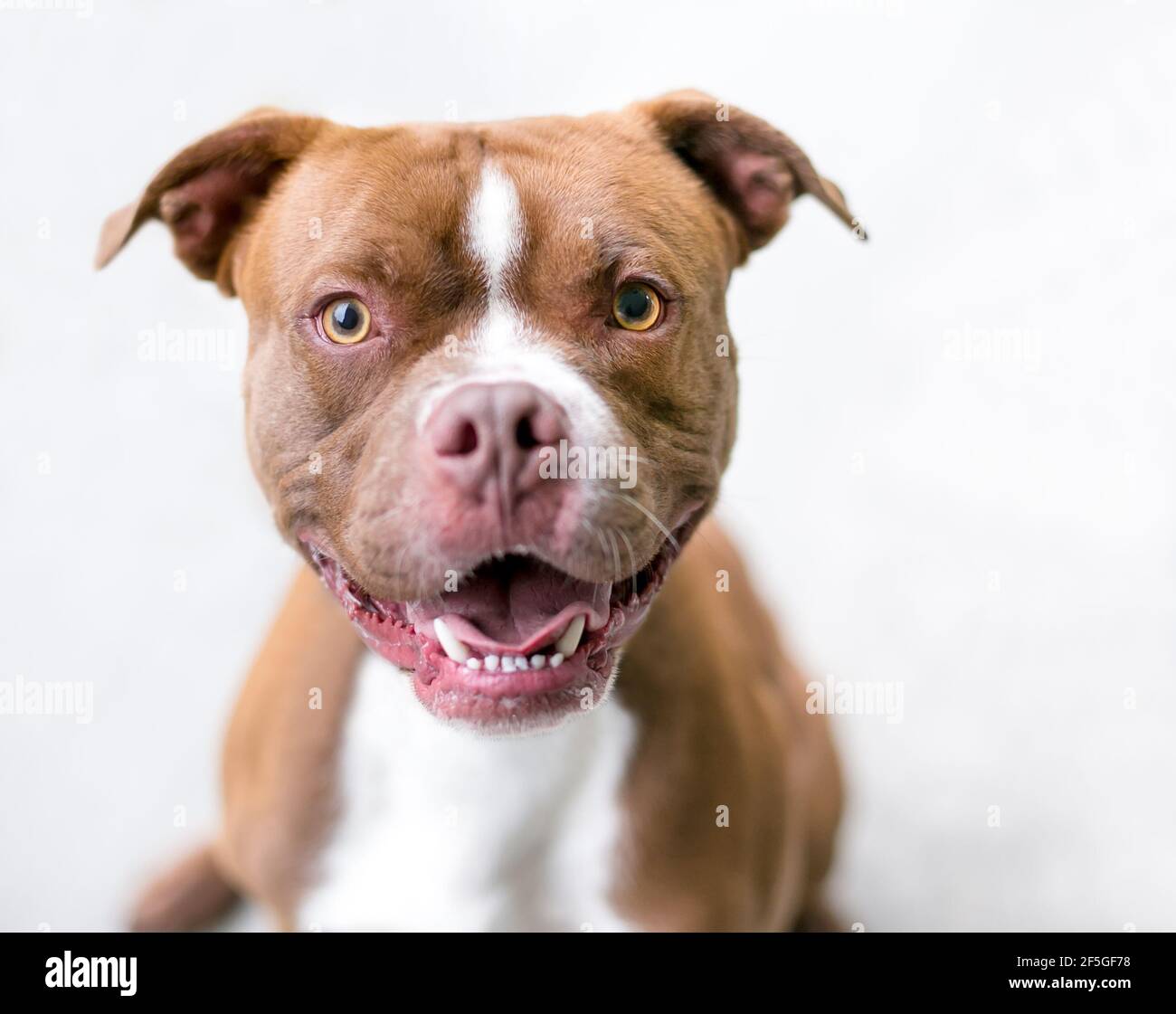 realidad en el medio de la nada ceja Un Boxer rojo y blanco x Pit Bull Terrier mezclado perro de raza mirando a  la cámara con un feliz expresión Fotografía de stock - Alamy