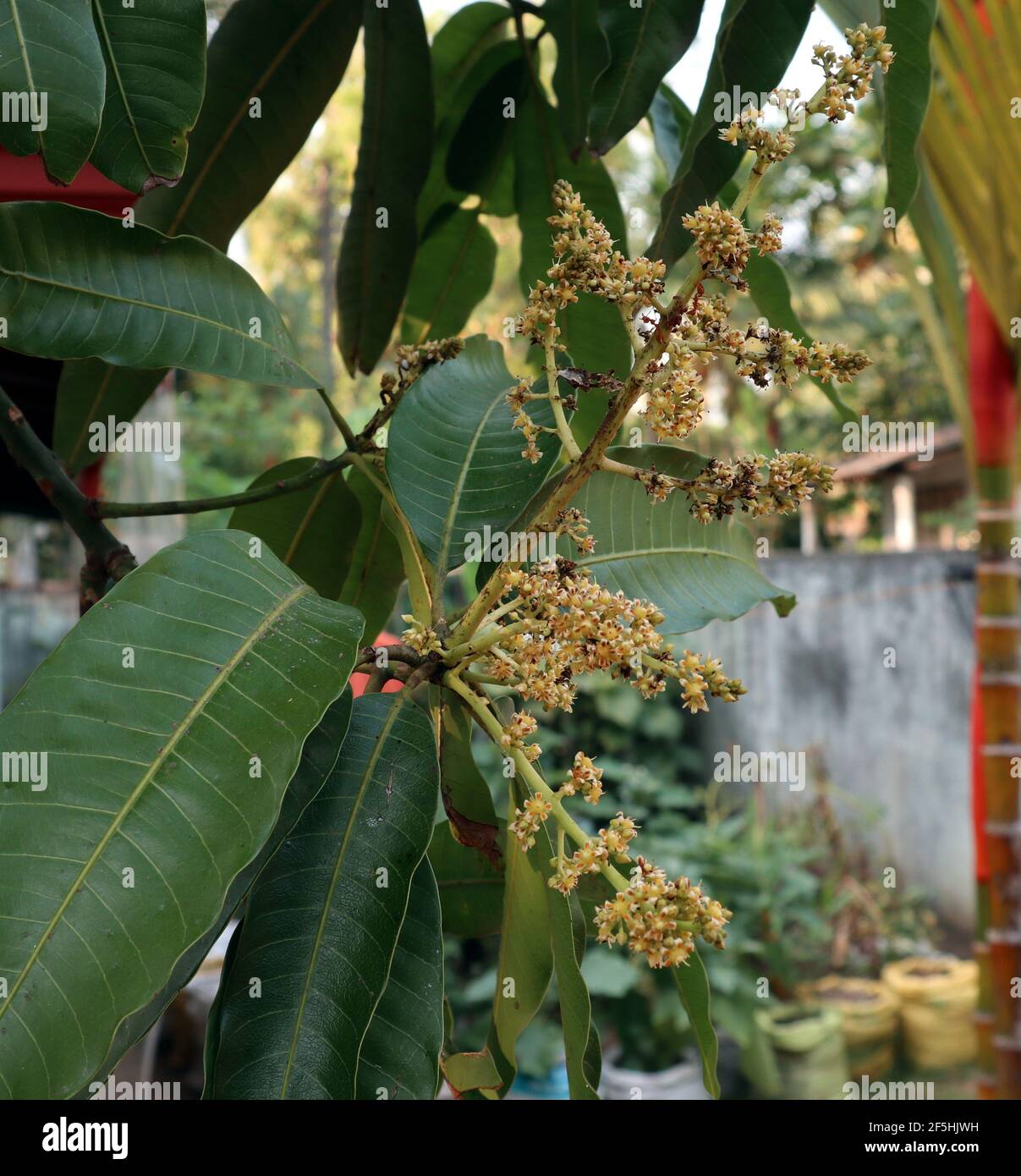 Cerca de un manojo de flores de mango con pocas hojas en el jardín de la casa Foto de stock