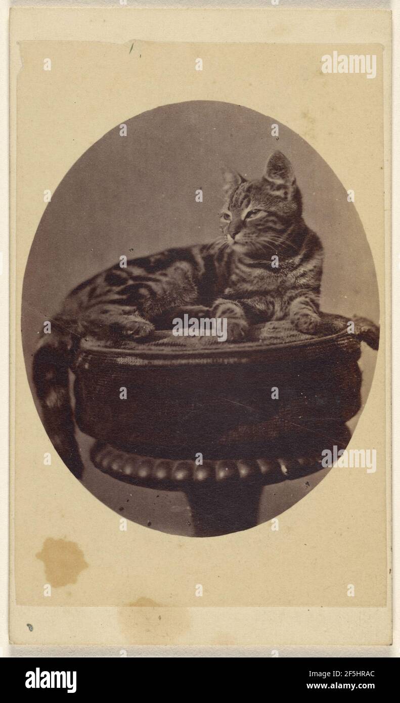 Gato sentado en un taburete, impreso en estilo cuasi-oval. Henry Pointer  (británico, 1822 - 1889 Fotografía de stock - Alamy