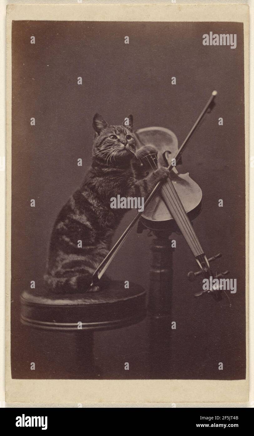 El gato y el violín fotografías e imágenes de alta resolución - Alamy