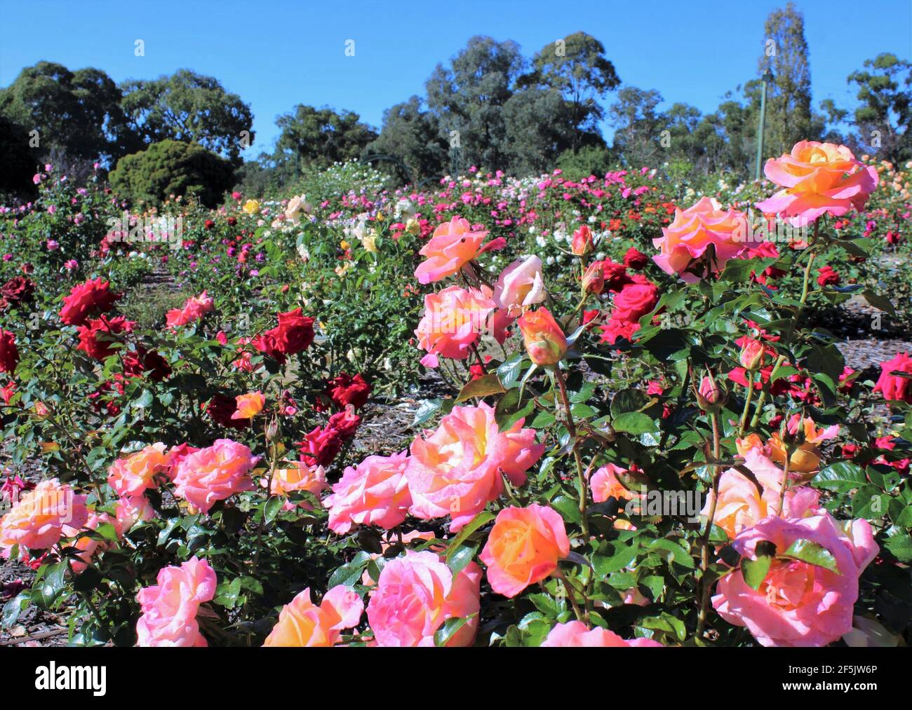 Jardines públicos acogedores en Australia, Paseo Ben Swanes Rose, Parque Victoria en Goulburn, Nueva Gales del Sur, Australia. Foto de stock